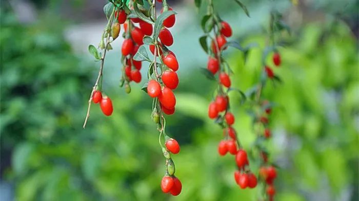 历史上10首著名的诗词,中国历史上最著名的四十首诗词