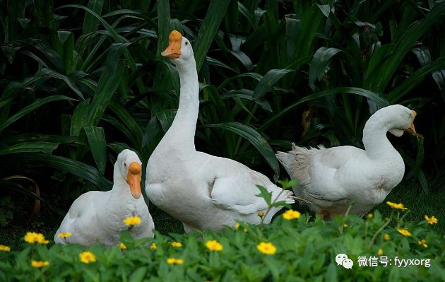 鹅大肠杆菌怎么预防,鹅预防大肠杆菌最有效的方法