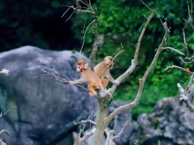 秋游景点一日游推荐,武汉去神农架赏秋攻略