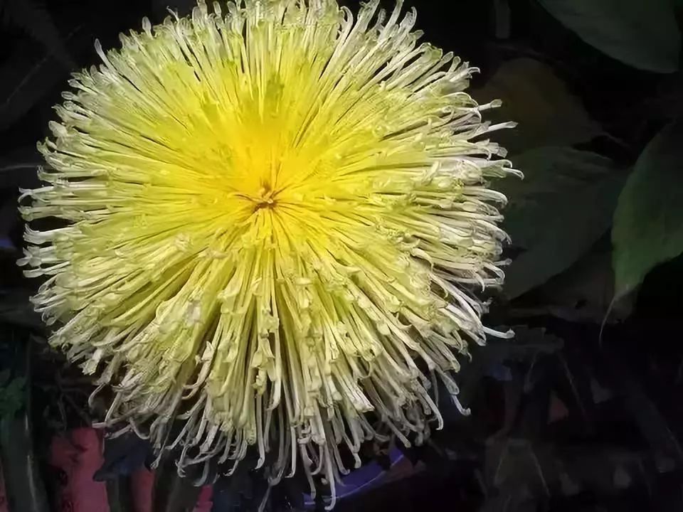 世界最美菊花图整整80种太珍贵了,世界上最美的菊花叫什么名字