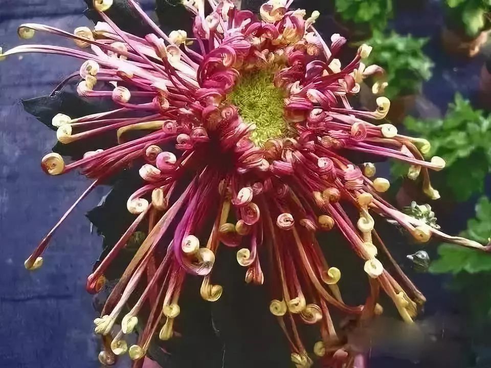 80种最美菊花高清图片,最具欣赏价值的菊花