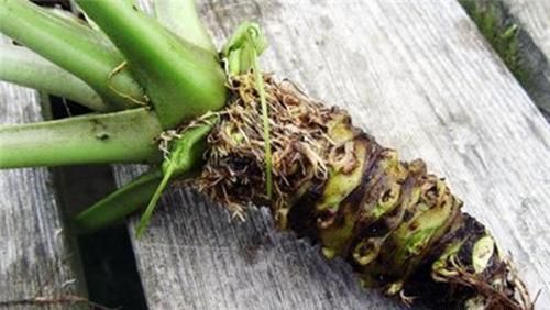 耐储存的菜有哪些,农村最贵蔬菜排名