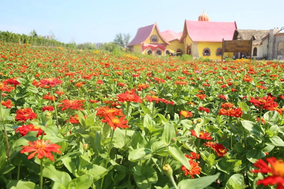 西海岸菊花展时间,西海岸菊展