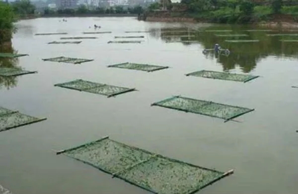 网箱养鱼正确方法,网箱养鱼需要什么手续