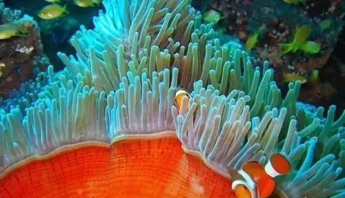 海缸旅游攻略大全,海边怎么玩海缸