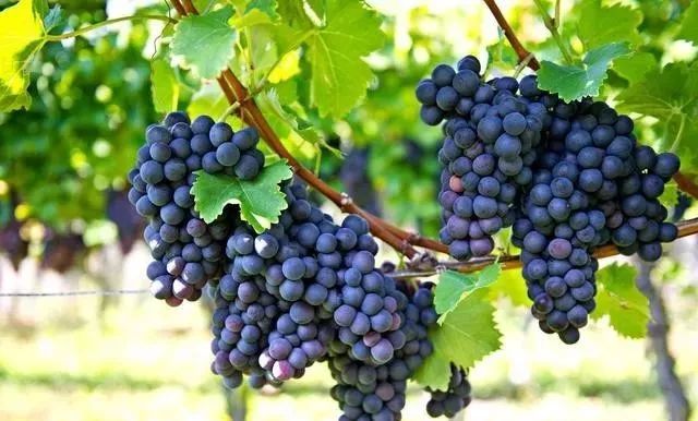 作物补充钙肥的最佳时期,钙在作物中吸收