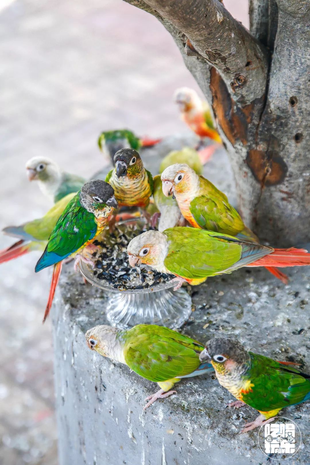 柏乐园附近美食,柏乐园有没有美食