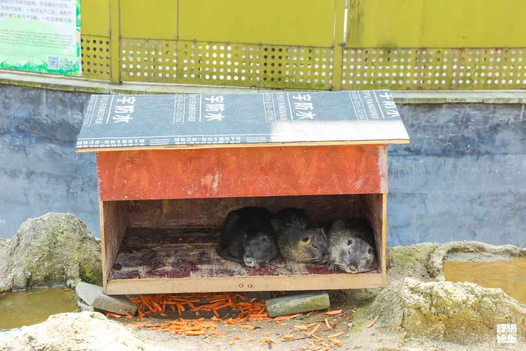 柏乐园附近美食,柏乐园有没有美食