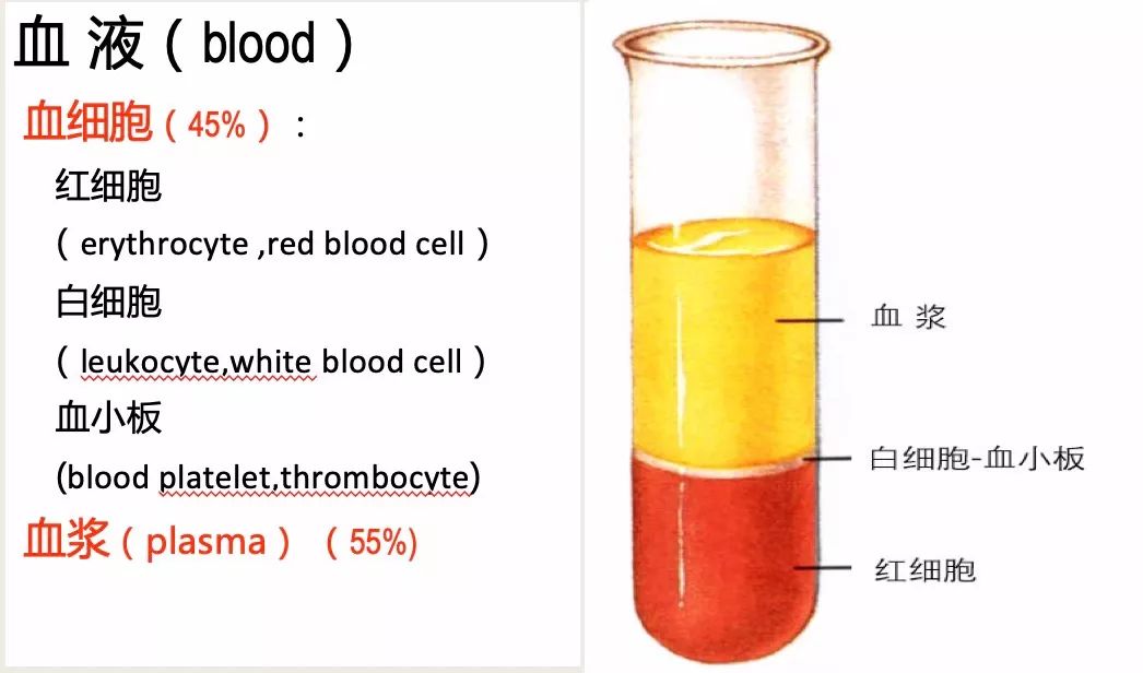 再生障碍性贫血能治好吗,再生障碍性贫血知识拓展