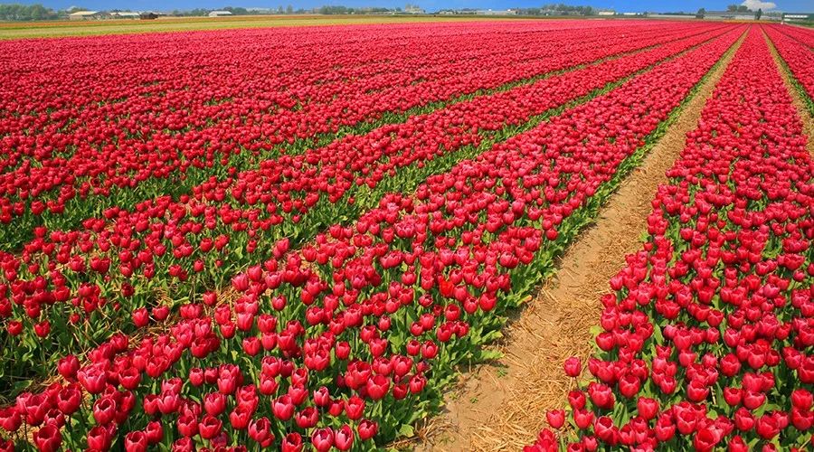 荷兰郁金香炒作了多少年,荷兰郁金香当年有多疯狂