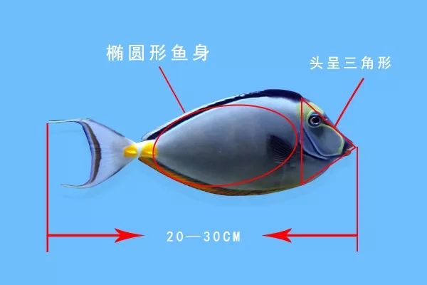 鱼撞脸的搞笑瞬间,鱼撞脸视频大全