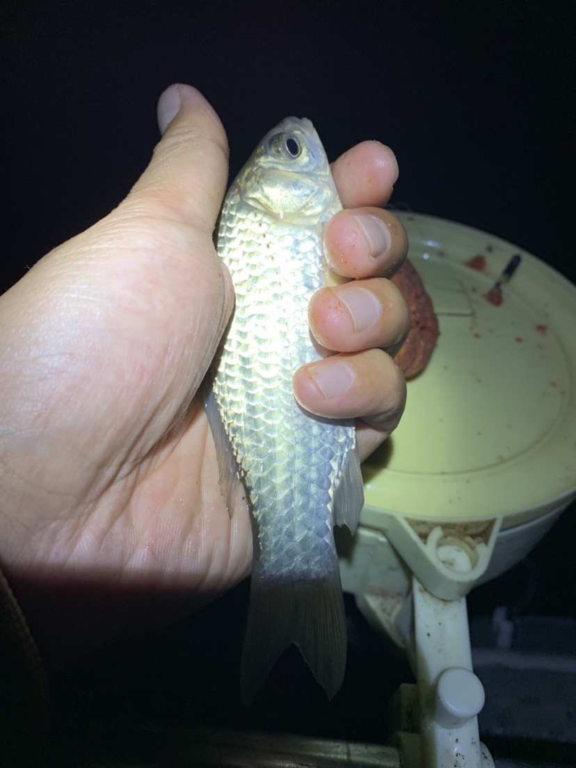 新竿开光有什么讲究,新竿开光爆护