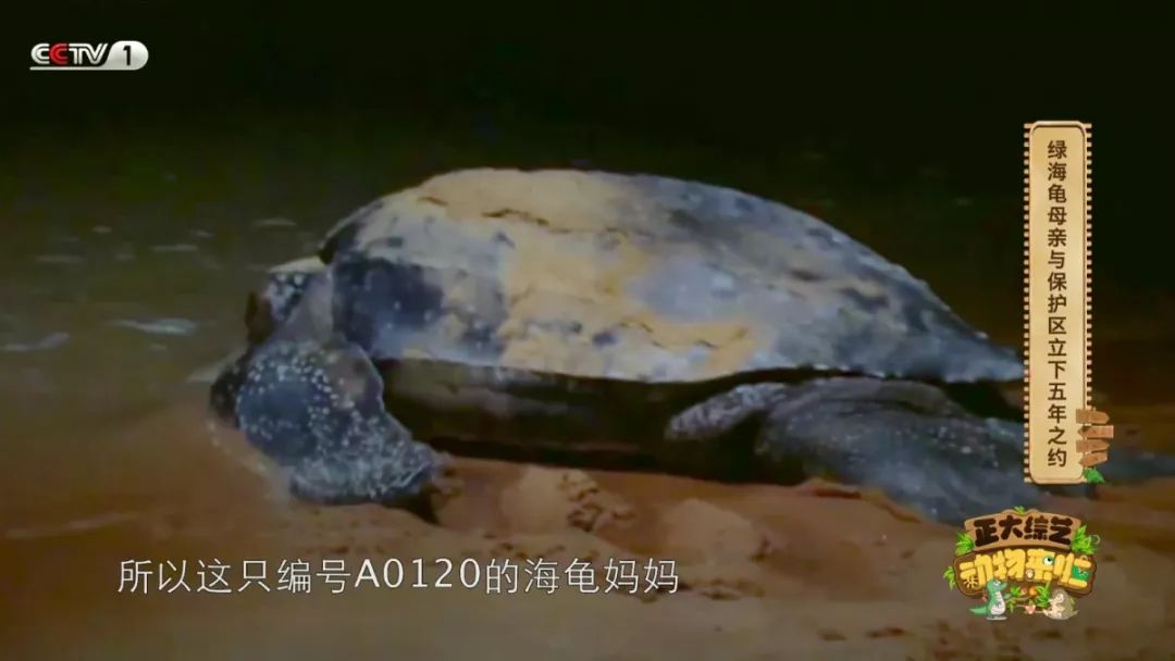 苍蝇为什么喜欢爬行,苍蝇为什么要搓手还把头拧下来玩