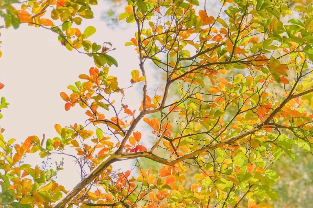 今天寒露具体时间,2019寒露开始时间