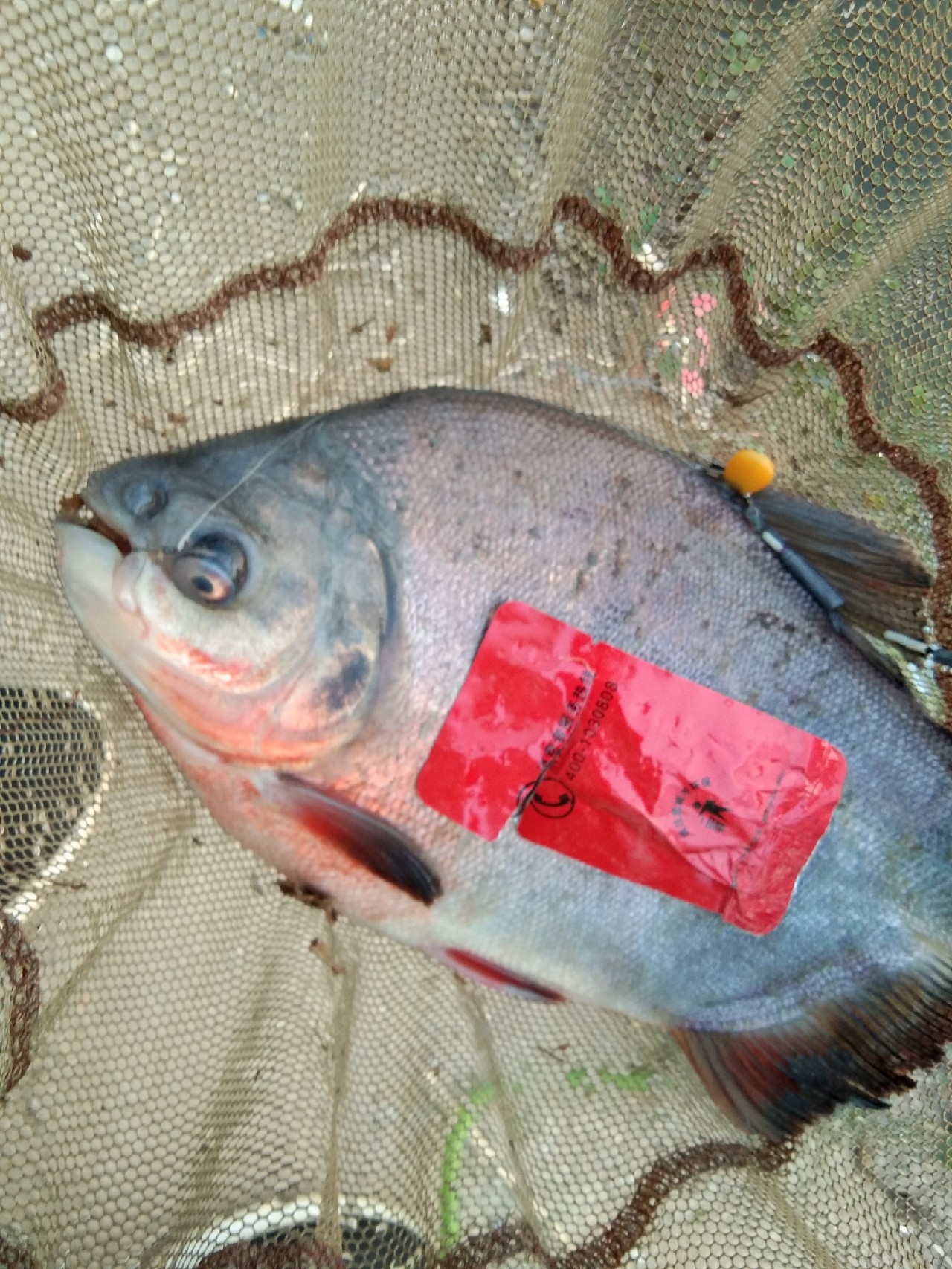 淡水白鲳秋天怎么钓,串钩钓淡水白鲳