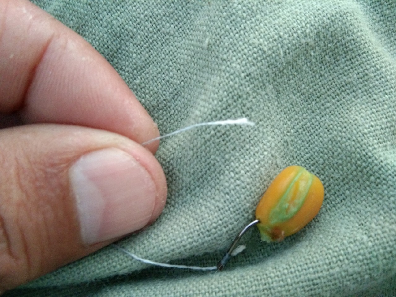 钓淡水白鲳用什么子线,钓淡水白鲳用什么饵料最好