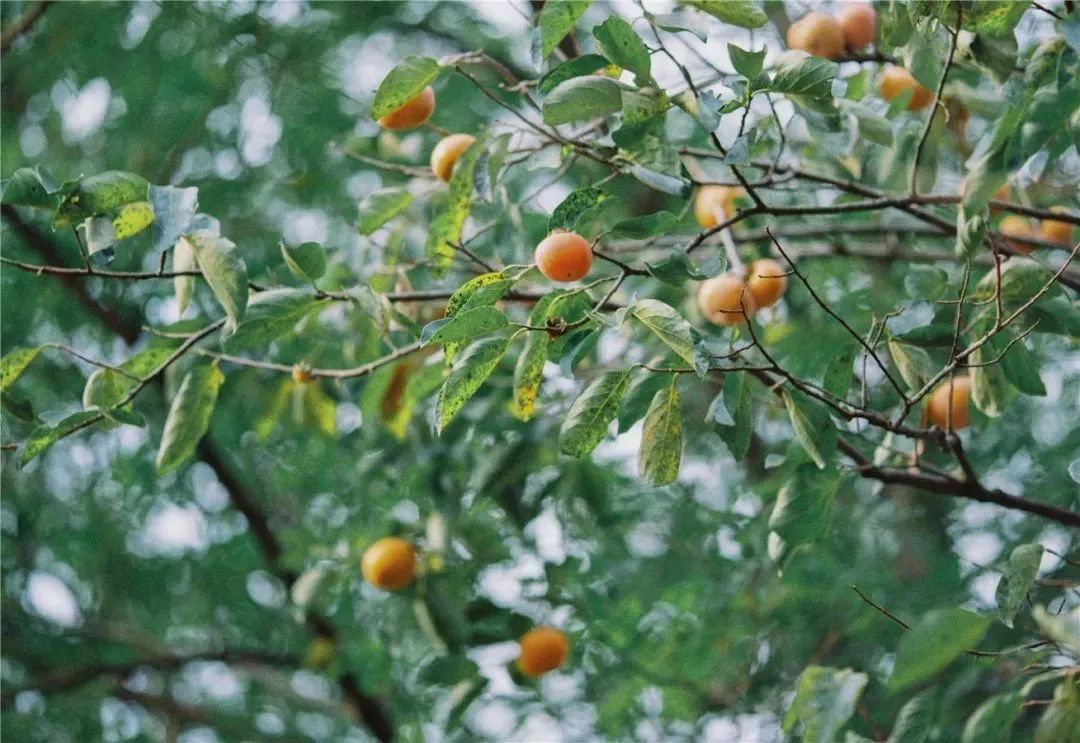 耗时3年的花间堂创始人新作，以船代步揭开杭城小众一面