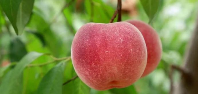 超早红蜜桃糖度是多少,四川春雪蜜脆蜜桃糖度
