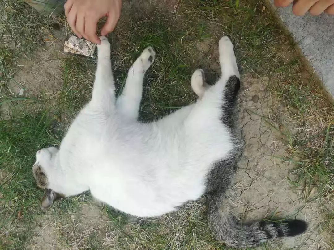 谁还不是个小可爱呢下一句,谁还不是小可爱