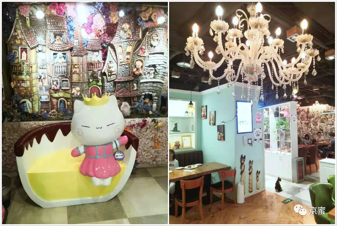 北京大型撸猫馆推荐,三里屯撸猫的地方