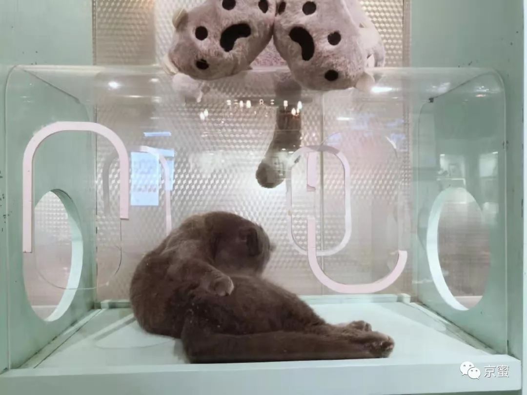 北京大型撸猫馆推荐,三里屯撸猫的地方