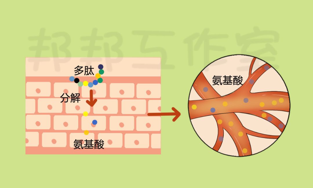 胶原蛋白美白丸葡萄籽,胶原蛋白肽美白丸副作用