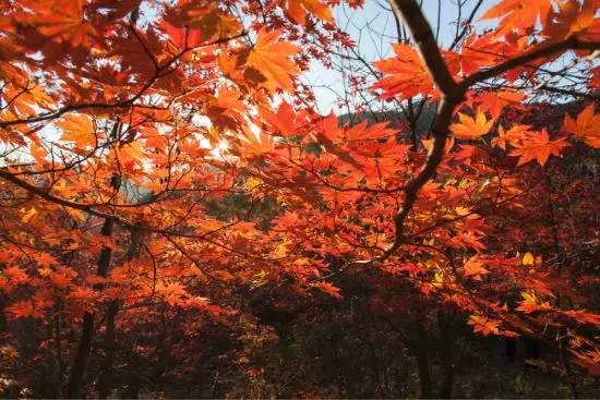 天津赏红叶的公园,天津赏红叶好去处
