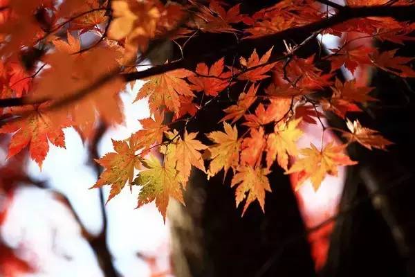 天津赏红叶的公园,天津赏红叶好去处