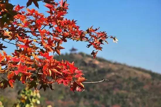 天津赏红叶的公园,天津赏红叶好去处