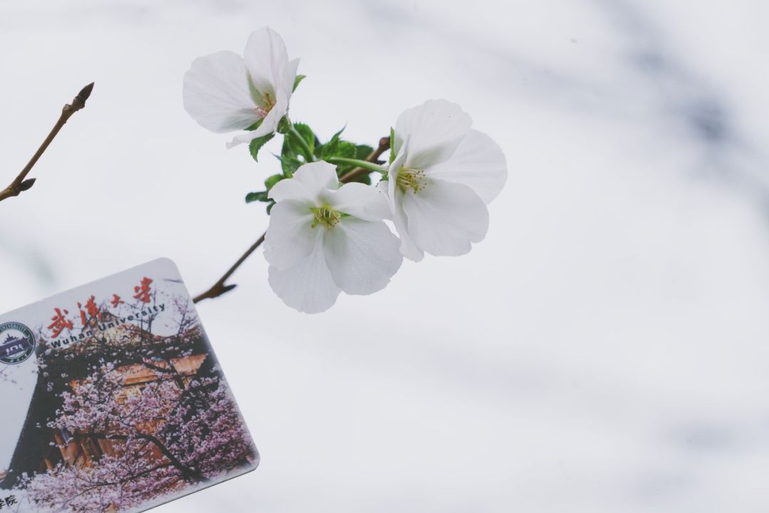 武大樱花近期视频,武大樱花今天有人去了吗