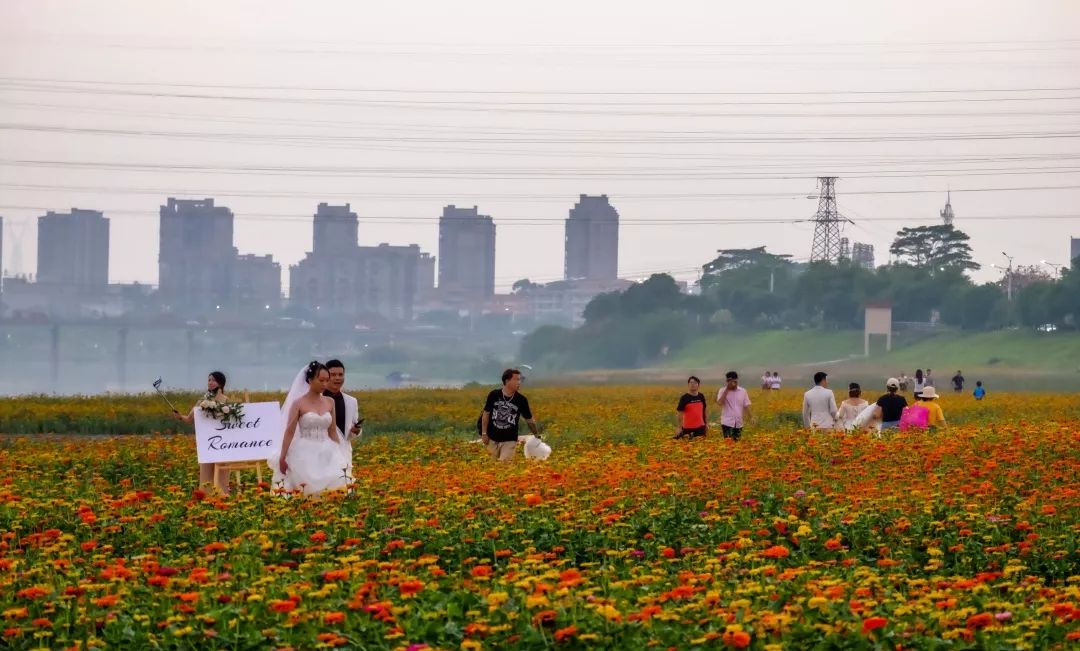 满城尽带黄金甲!在佛山,就能感受秋日童话的浪漫