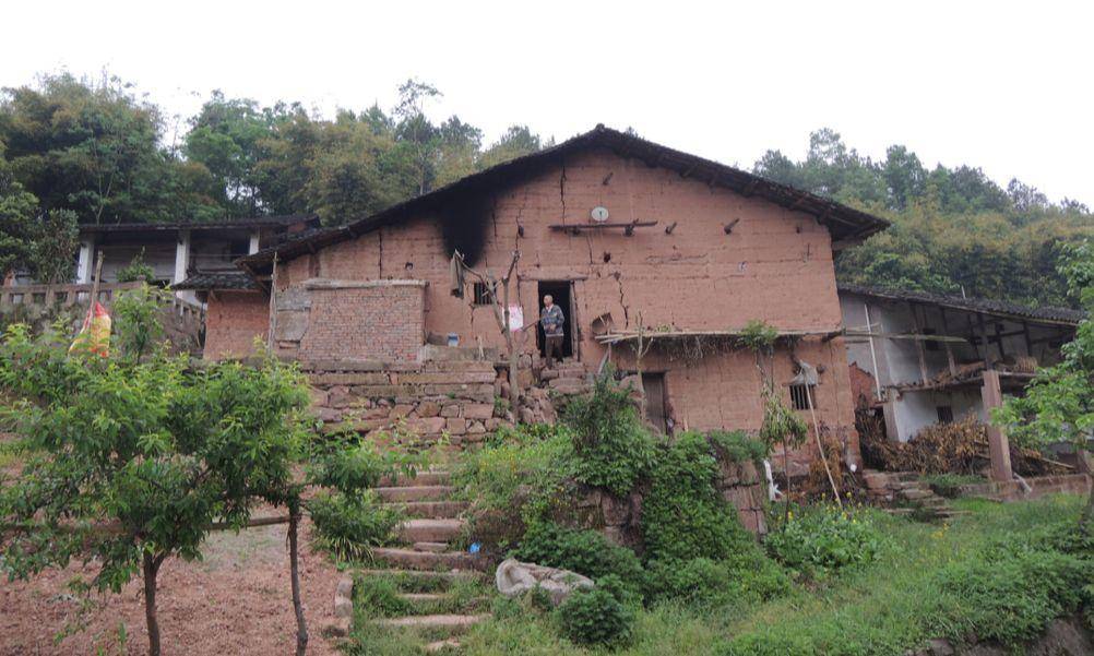 竹子的优点有哪些,竹子很有营养吗