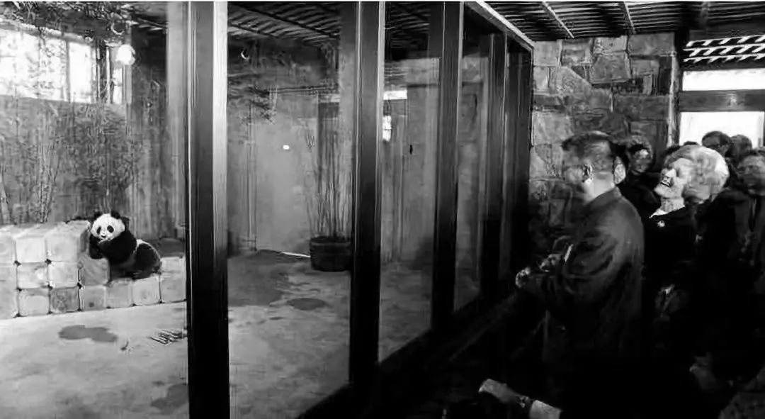 大熊猫是怎么当上国宝的,封王之路简介