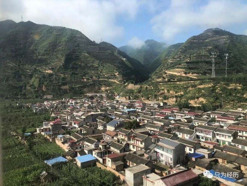 博格达雪莲,博格达天山雪莲