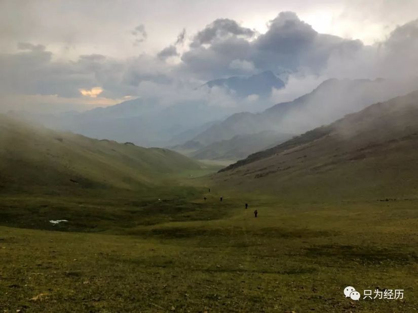 博格达雪莲,博格达天山雪莲