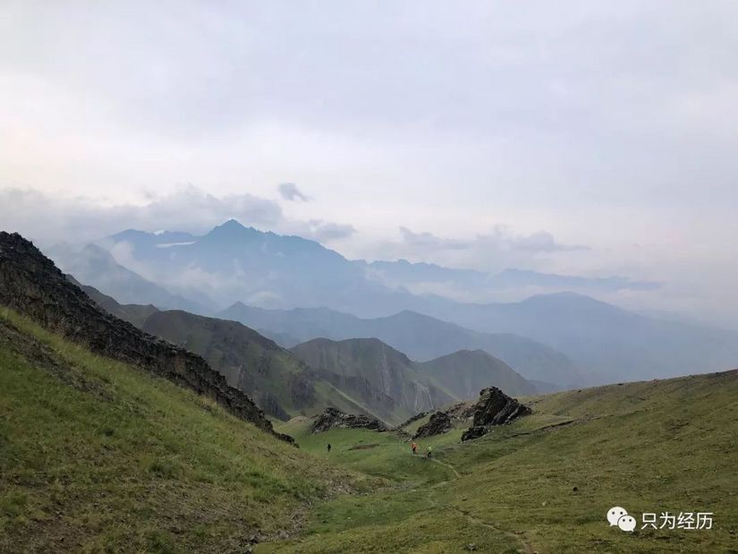 博格达雪莲,博格达天山雪莲