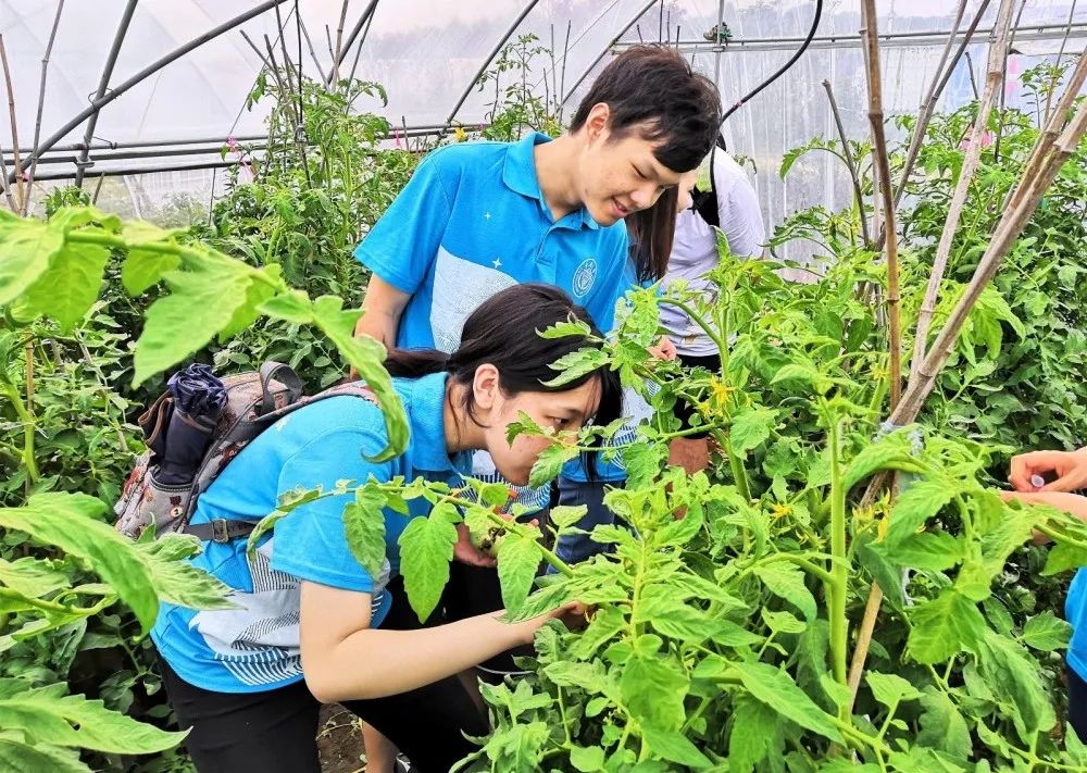 重庆乡村振兴大赛,重庆乡村振兴创业大赛