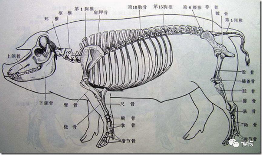 大猪蹄子可恨，大猪肘子就可爱了