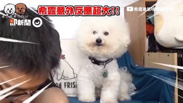 饲主演吐血晕倒　爱犬放空无反应