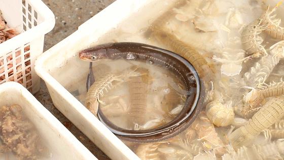 小港码头有蛏子吗,小港码头吃海鲜俱乐部电话