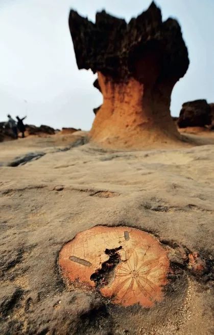 为什么海胆走路要“屁股”朝天