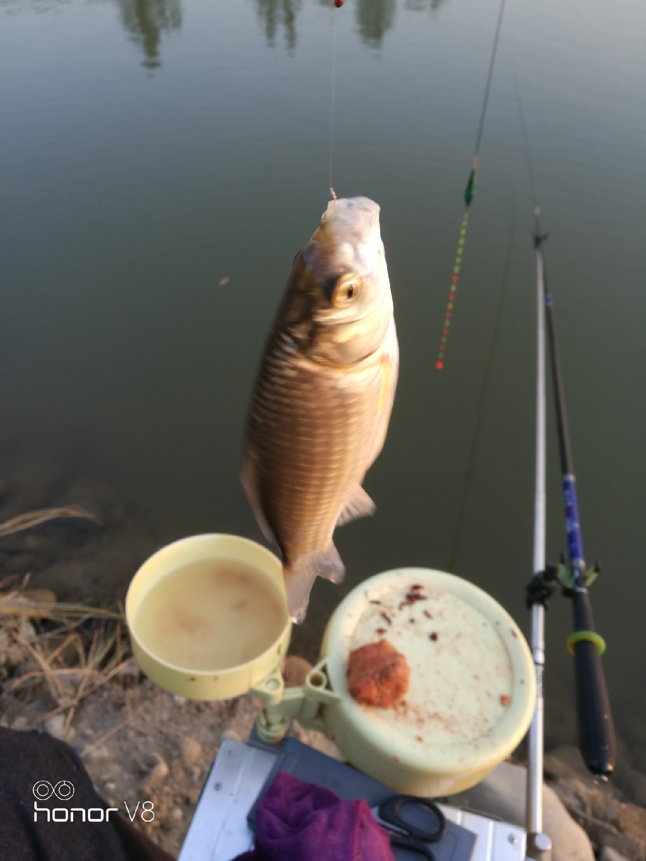 初春野河钓小杂鱼,野钓避杂鱼