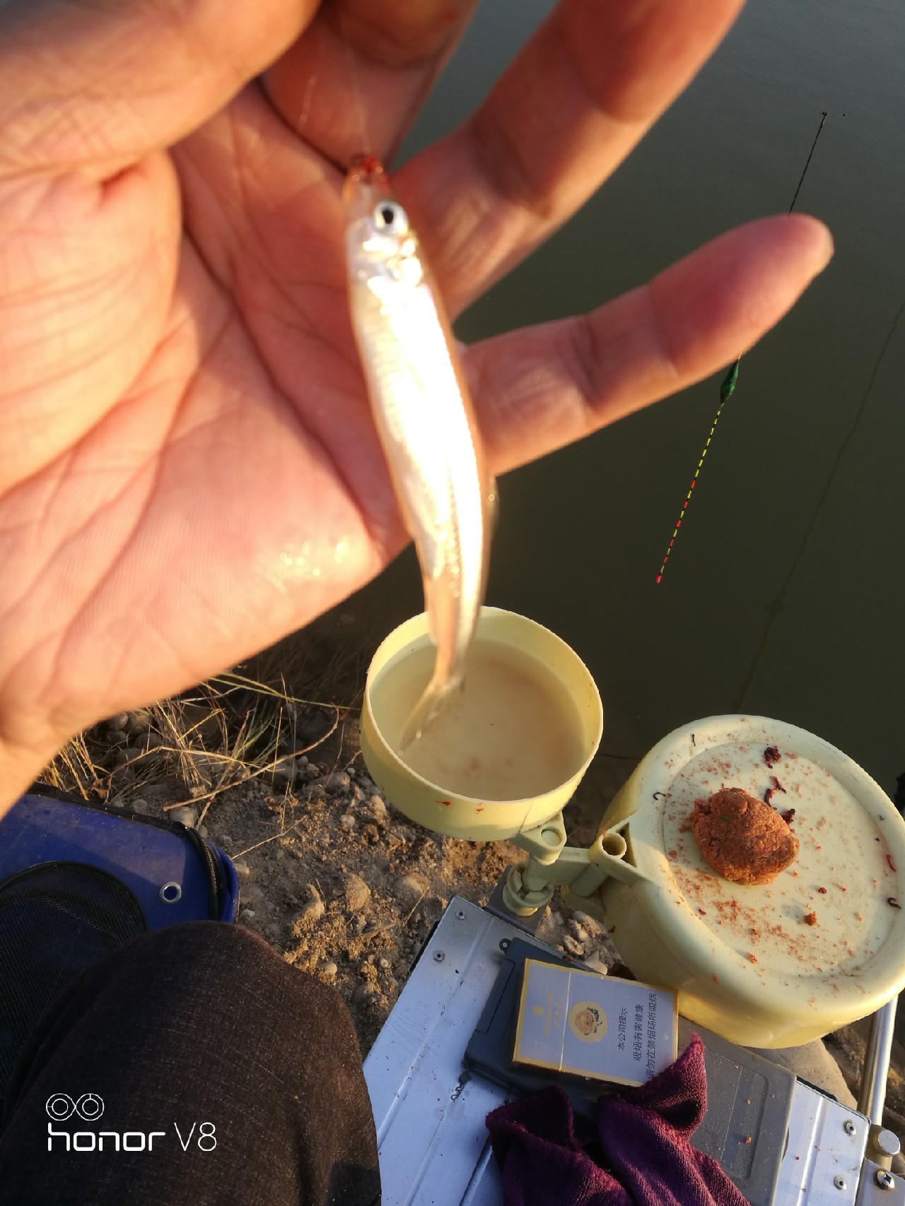 初春野河钓小杂鱼,野钓避杂鱼