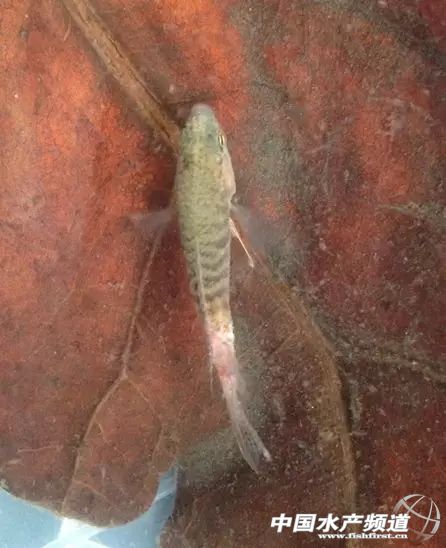 水霉病怎么去预防,预防水霉病最好的办法