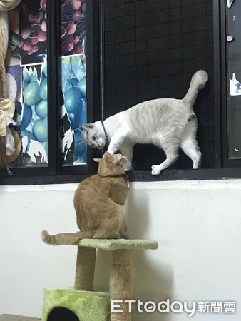 快起床!猫推行李箱害奴才脑震荡