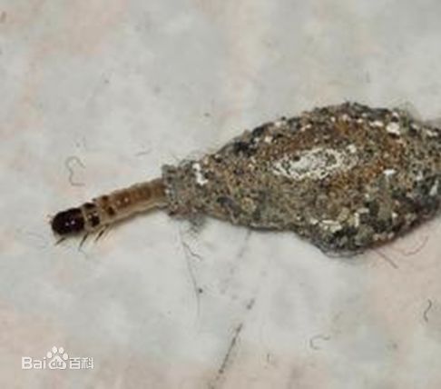 比蟑螂还恶心的的小虫子，专啃衣服，赶紧看看你家有没有！