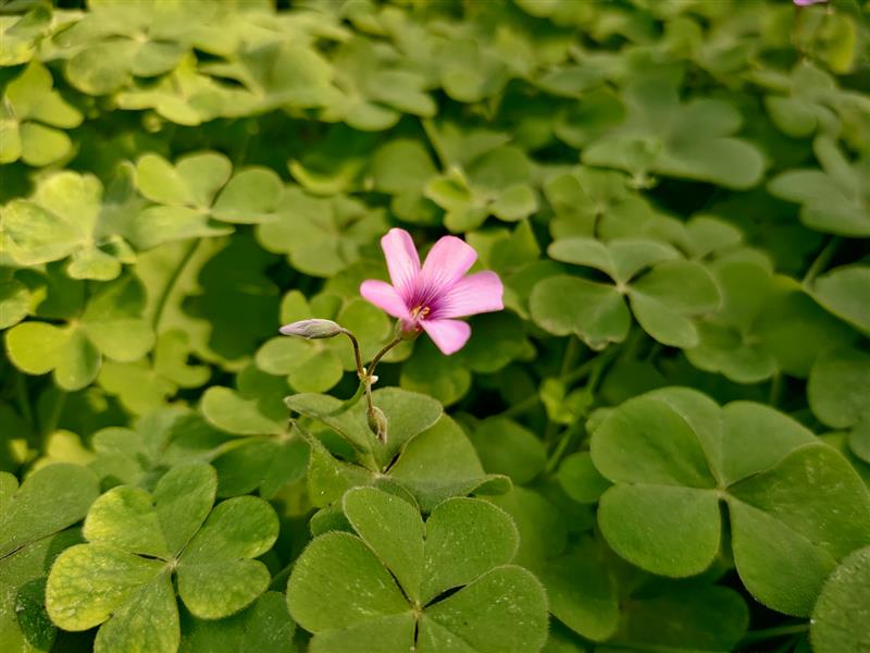 离开锤子老罗去哪里了,坚果pro3是罗永浩设计的吗