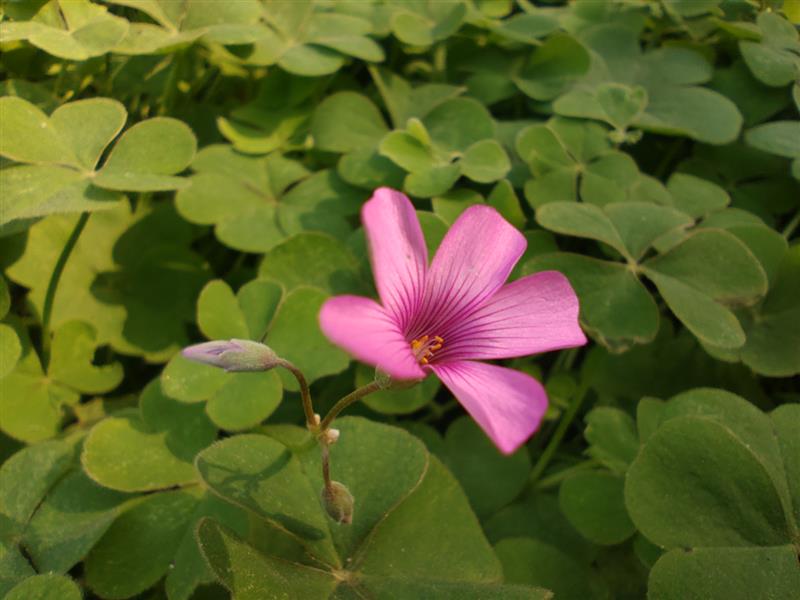 离开锤子老罗去哪里了,坚果pro3是罗永浩设计的吗