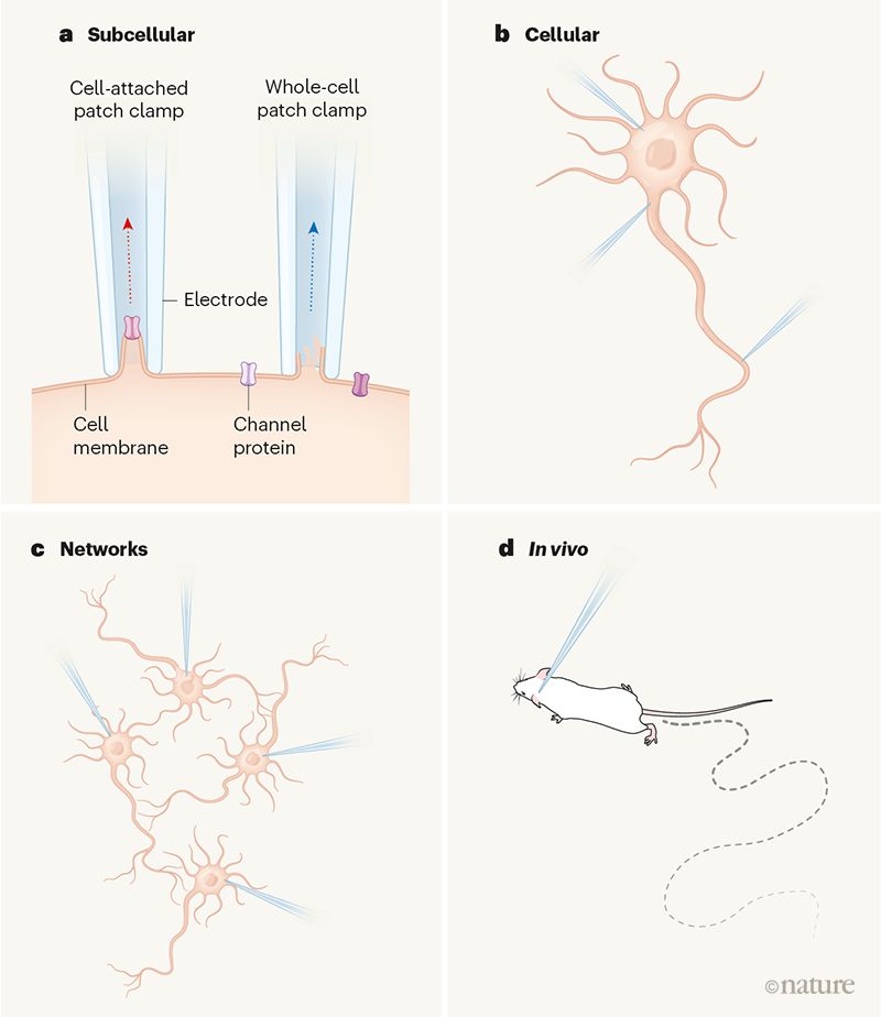 自然论文最新,自然最新论文