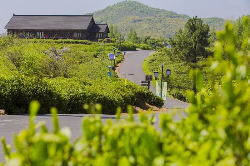 天呐！被南京这些路圈粉！